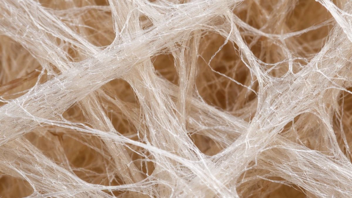 Cellulose fibers under magnification showing the structure of paper